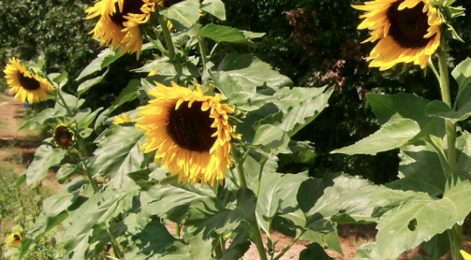 snap melon seeds exporter