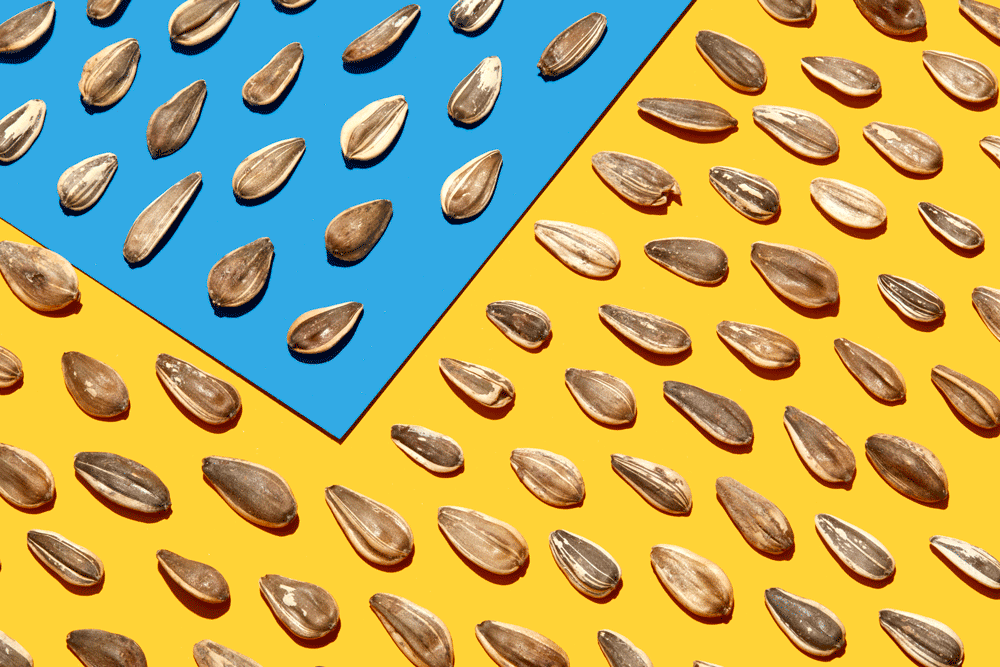 sugar kiss melon seeds