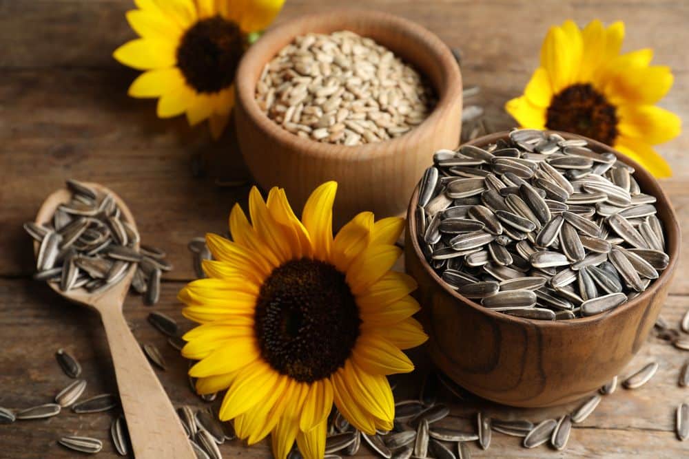 new sunflower seeds