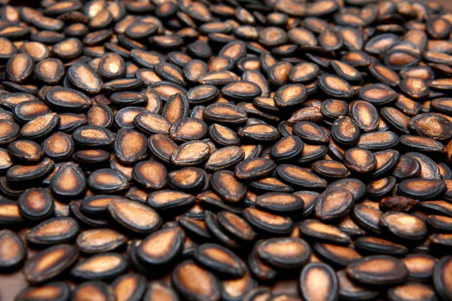 Premium Roasted Shelled Sunflower Seeds Suppliers | Quality & Freshness Guaranteed