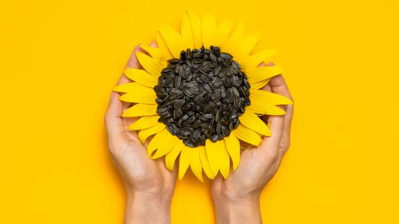 Bulk Sunflower Seeds Suppliers for Healthy Snacking and Culinary Uses Bulk Sunflower Seeds Suppliers for Healthy Snacking and Culinary Uses