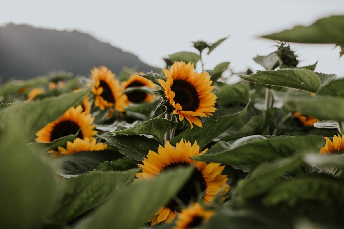 κατασκευαστής ηλιόσπορων μη αλατισμένων