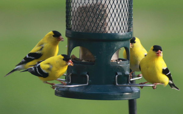 sunflower oil made exporter