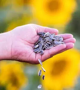 hulled sunflower seeds manufacturer