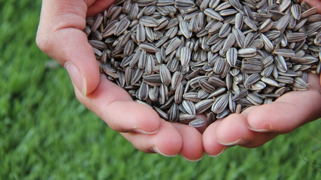 buy bulk sunflower seeds suppliers