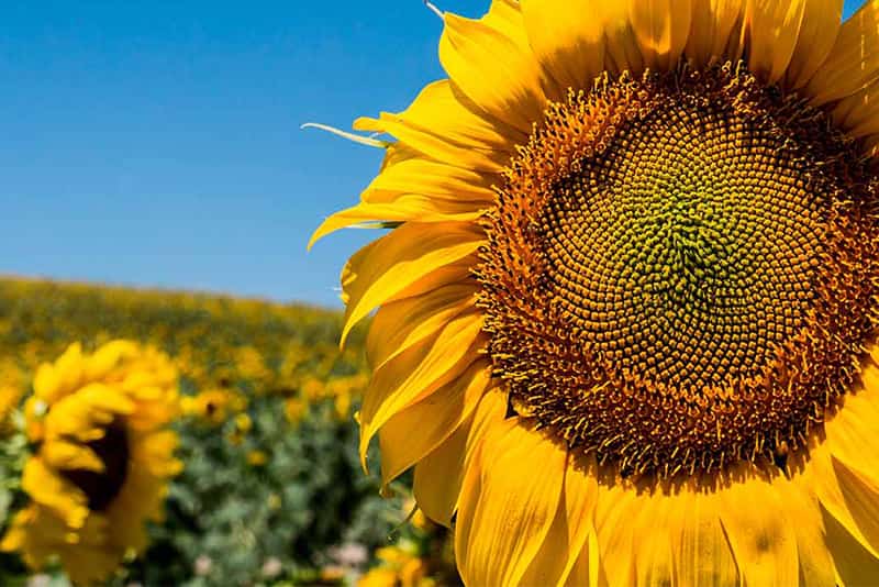 organic black oil sunflower seeds exporters