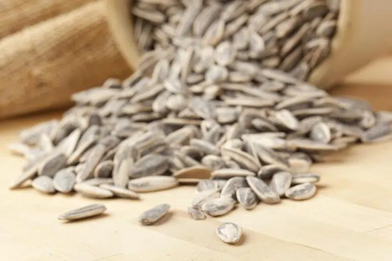 wholesale sunflower video