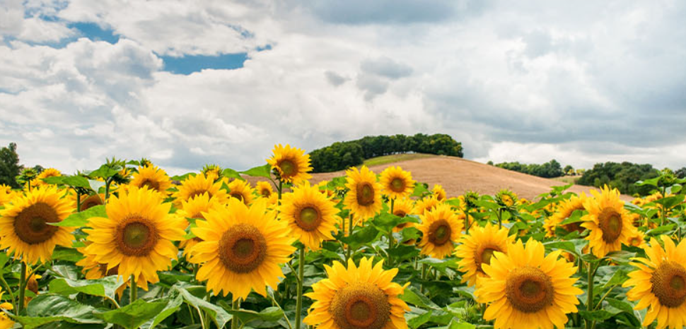 중국 5갤런 통에 담긴 해바라기 씨앗 구매 가이드