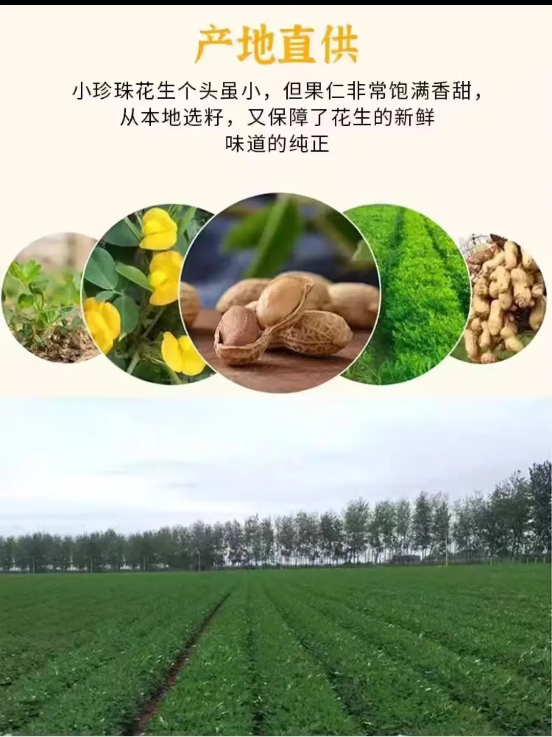 How to Choose the Best Sunflower Seeds for Purchase