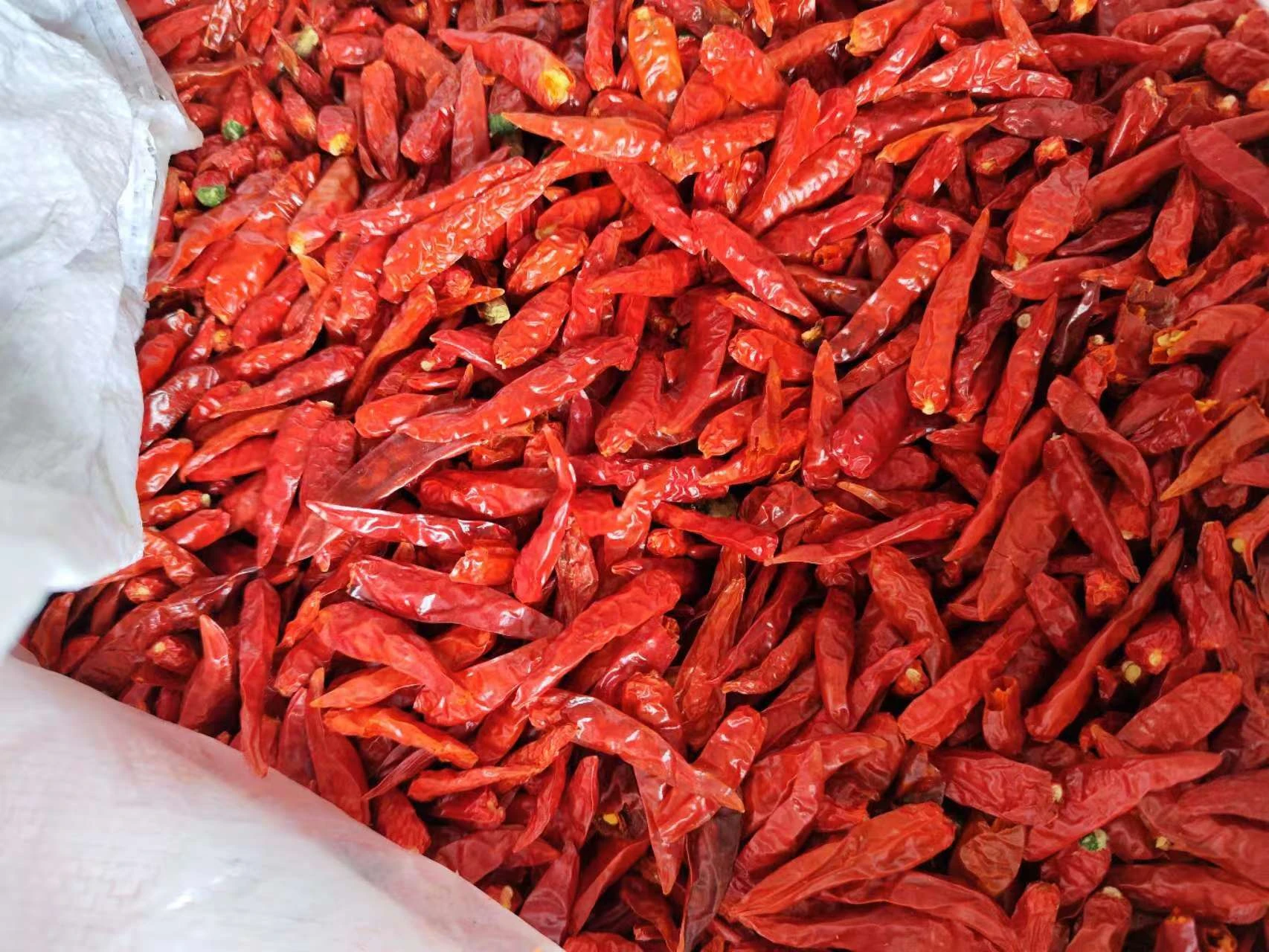 Vibrant Pimento Pepper Delights for Your Culinary Creations Vibrant Pimento Pepper Delights for Your Culinary Creations