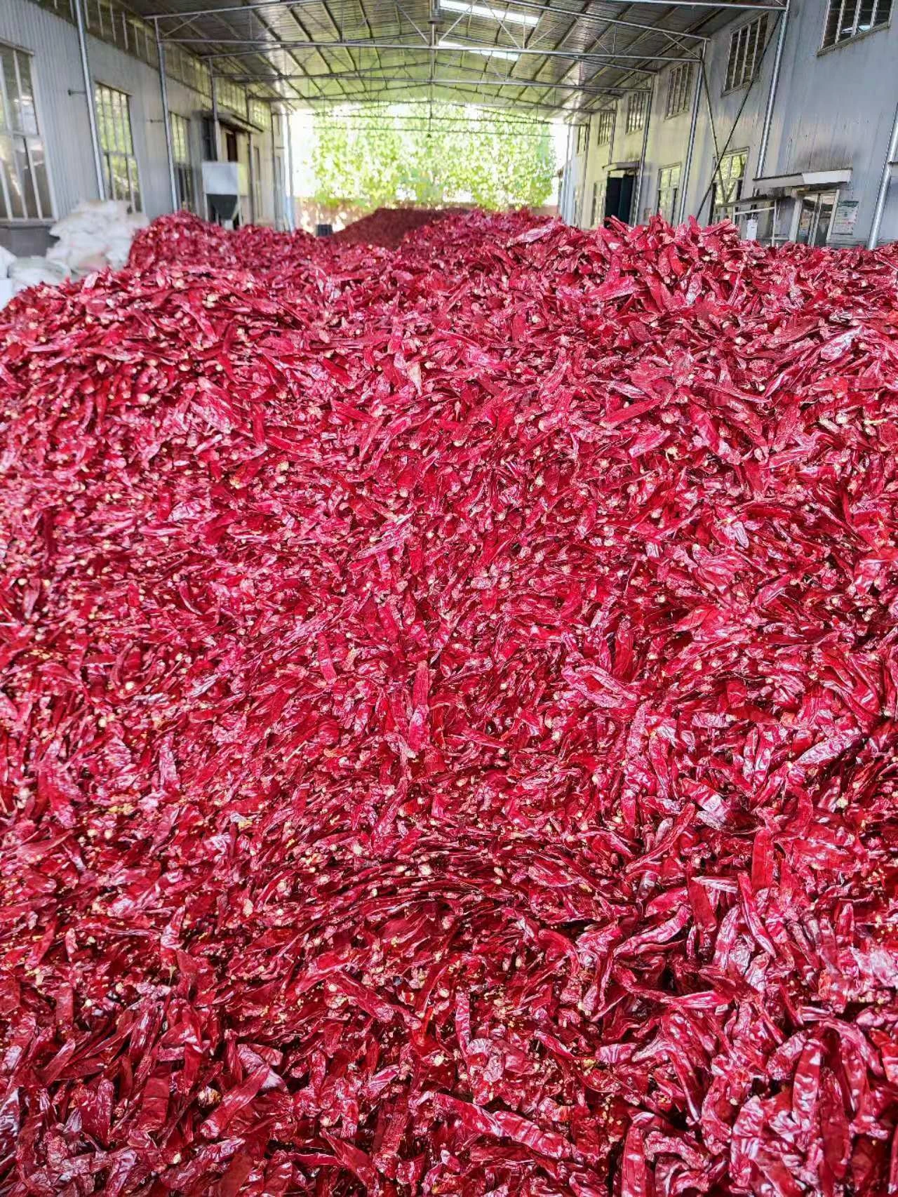 Exploring the Rich Flavors of Dried Red Chiles in Culinary Dishes Exploring the Rich Flavors of Dried Red Chiles in Culinary Dishes