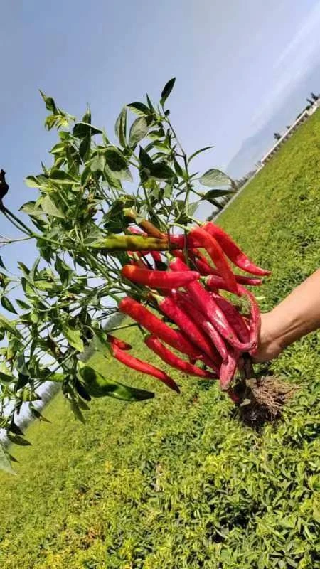 Dried Cherry and Chili Fusion for Flavorful Culinary Creations