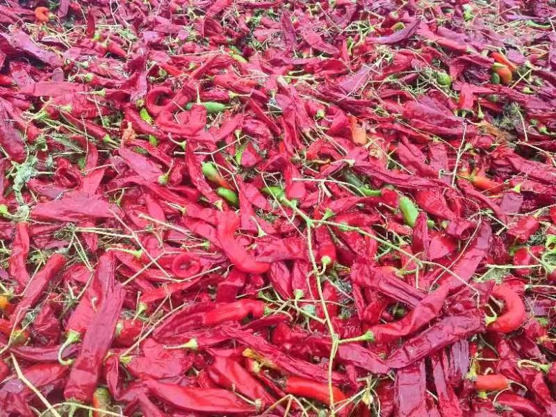 dried red chile pods
