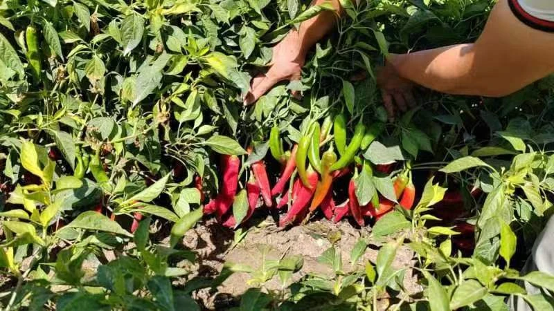 How Crushed Red Chili May Support Immune Function