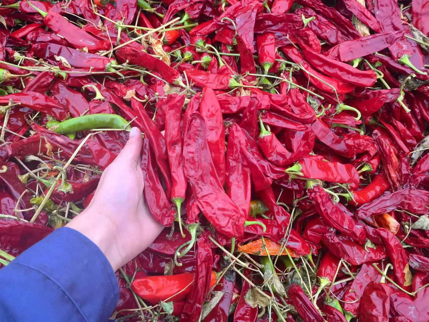 Discover the Potential of Oleoresin Capsicum: Health Benefits, Extraction, and Usage