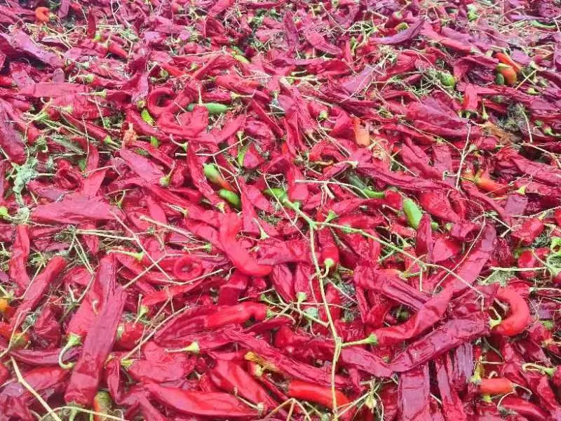 Paprika pods