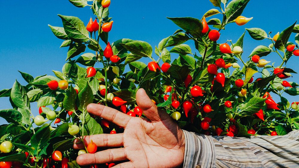Exploring the Production Process of Paprika and Chilli Powder in Modern Factories