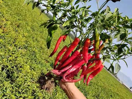 Spicy Dried Chili Peppers for Flavorful Cooking and Baking Delight