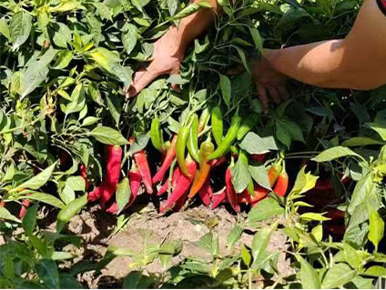 Exploring Various Varieties of Dried Chilies and Their Unique Flavors