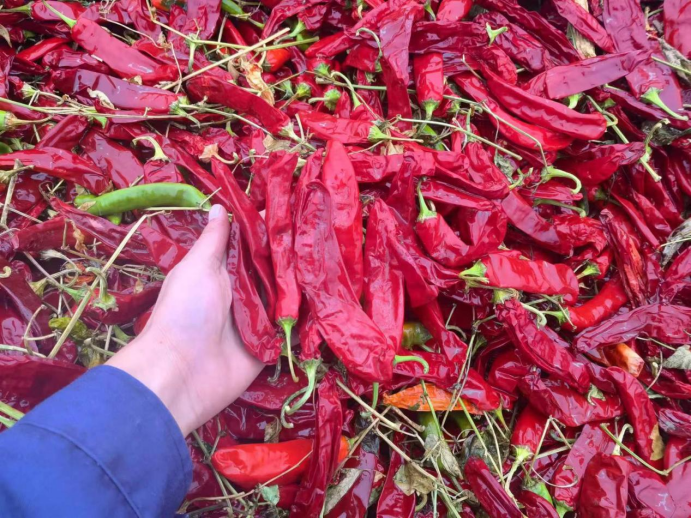 Capsicum extract benefits for weight loss and metabolic health improvement strategies