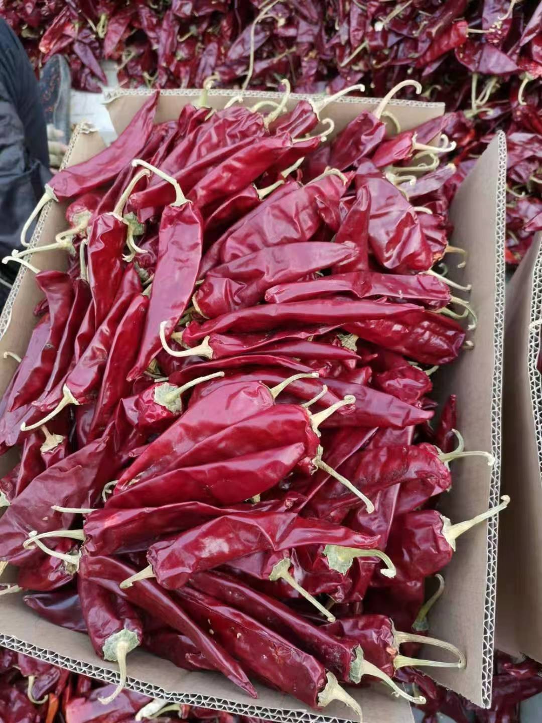 Bulk Dried Chili Peppers for Spicy Cooking and Flavor Enhancements