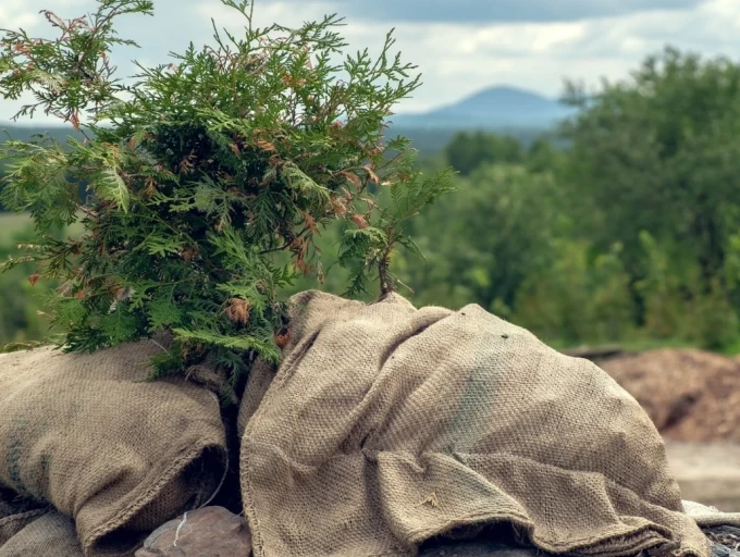 Dive into the Versatility of Jute: From Black Jute to Cloth Jute