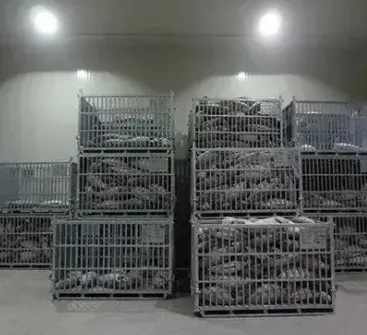 Revolutionizing Pharmaceutical Storage: The Role of Vacuum Freezer Machine