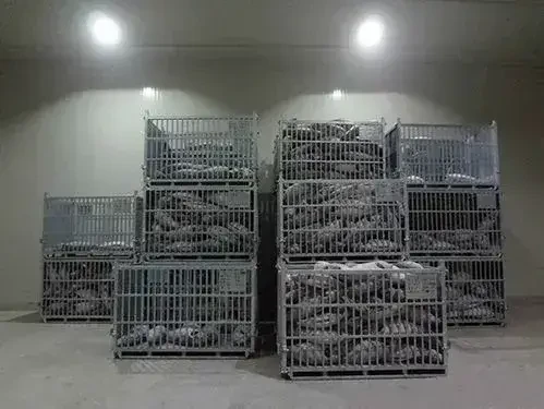 read moreFish Cold Room