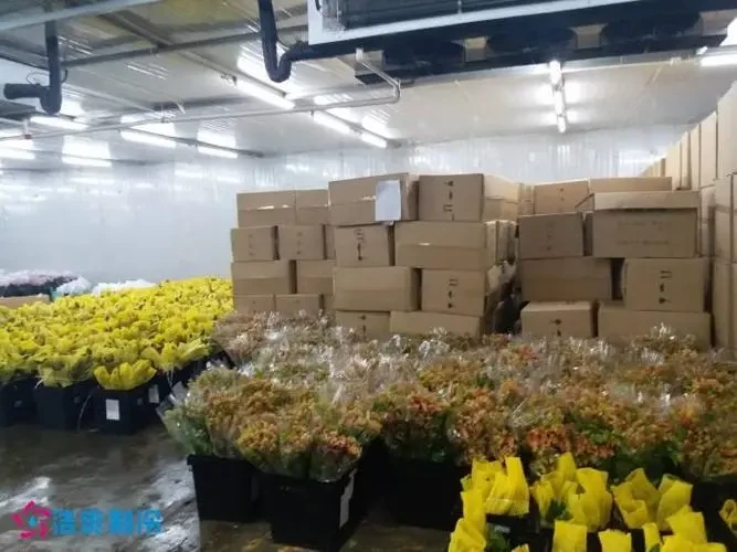 Affordable Prices for OEM Container Cold Rooms and Storage Solutions