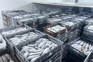 Walk In Cold Rooms for Sale – Reliable Freezer & Chiller Solutions