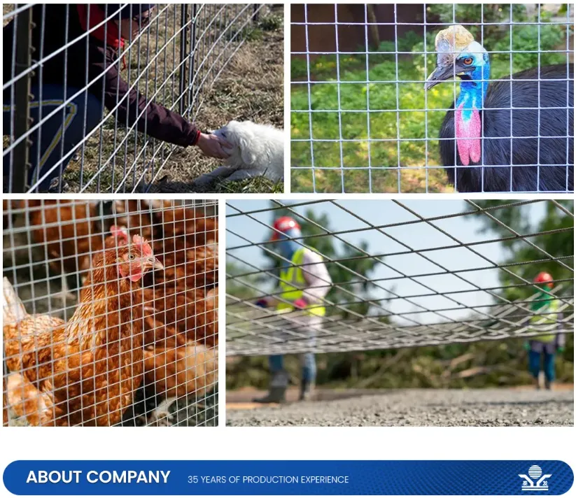 Zhongtai PVC Coated Welded Wire Mesh Rolls China Manufacturers 6.4mm Mesh Size