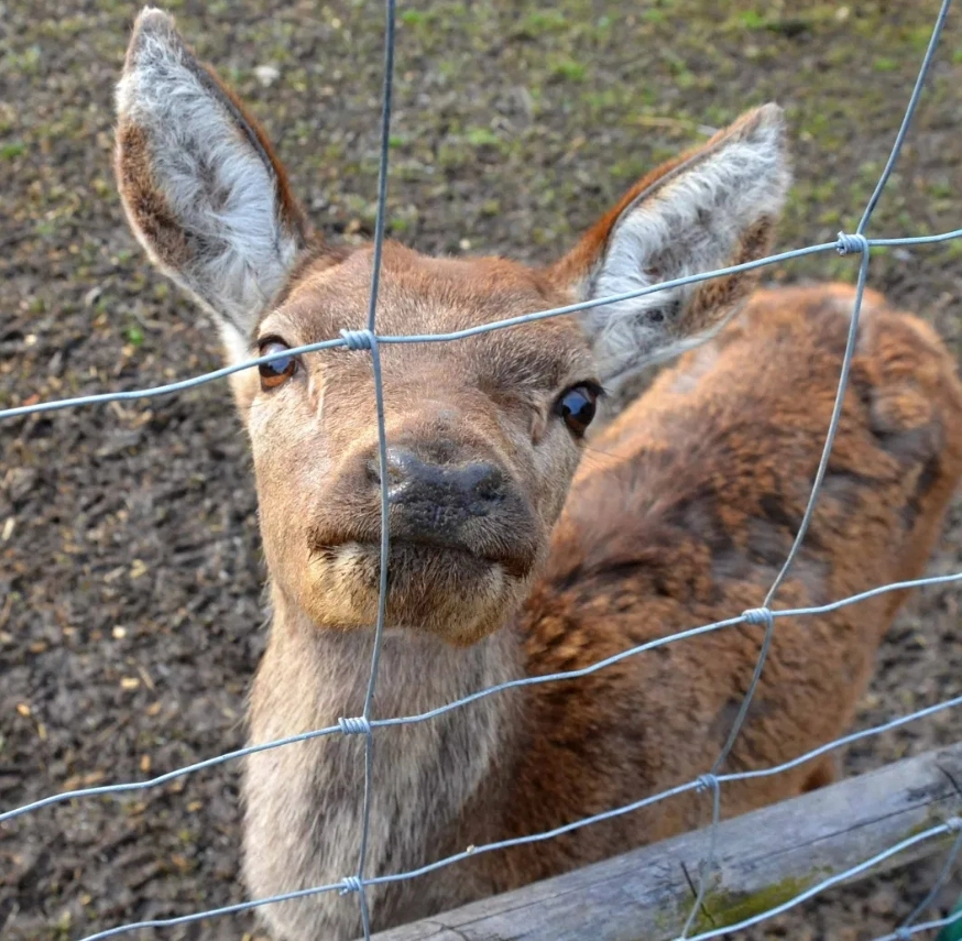 Effective Noise Barriers for Generators to Reduce Environmental Sound Pollution and Improve Urban Living Conditions