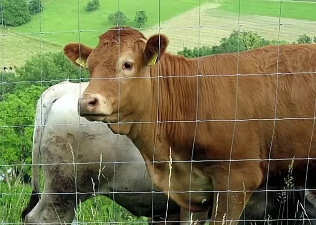 midlertidig samlingspaneler