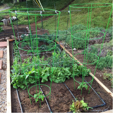 Creative Ways to Decorate Your Tomato Cage