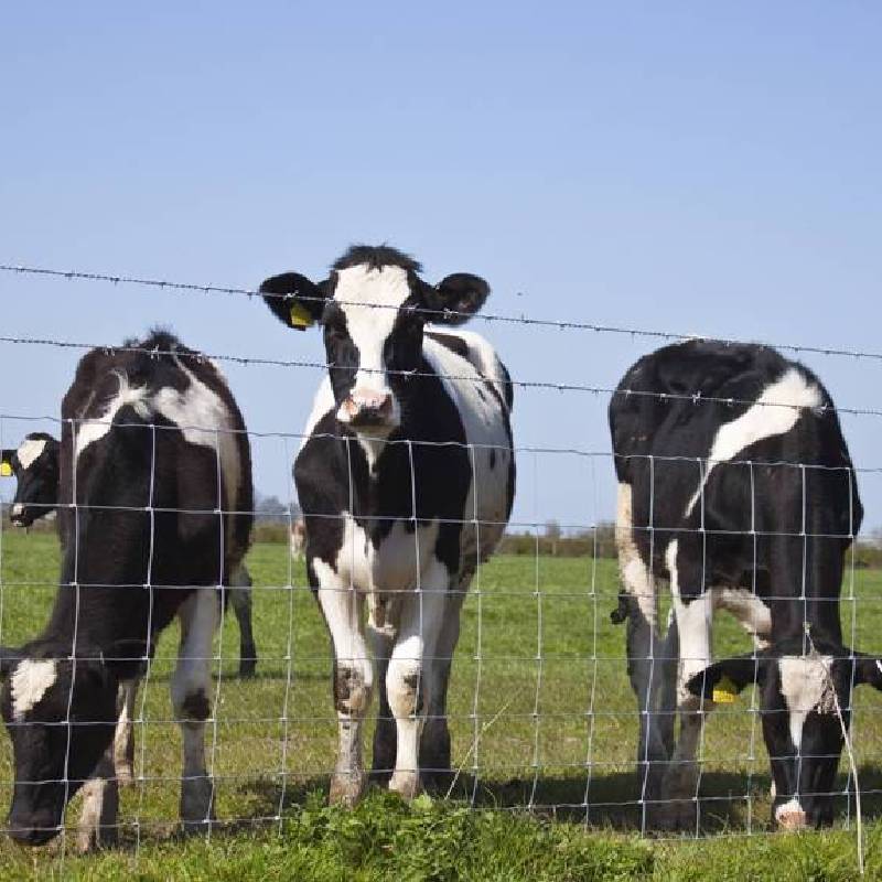 Closest title to hd coil springs could be Heavy-duty coil springs for performance enhancement in vehicles.