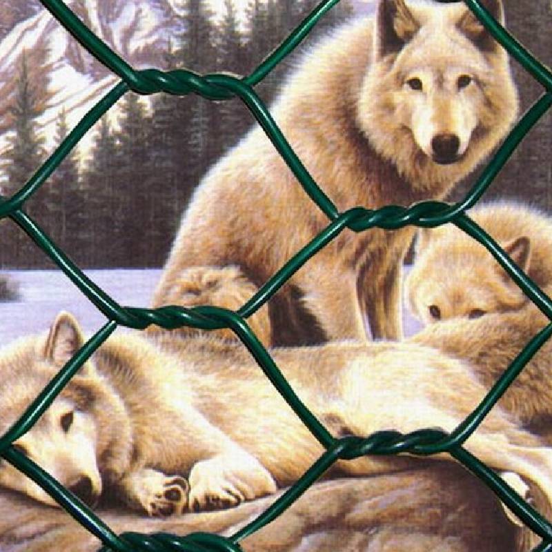 Chicken Net for Sale - Premium Wire Mesh for Poultry Fencing