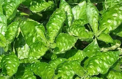 11 kinds of plant dyes commonly used