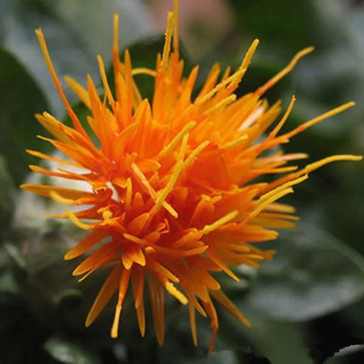 11 kinds of plant dyes commonly used