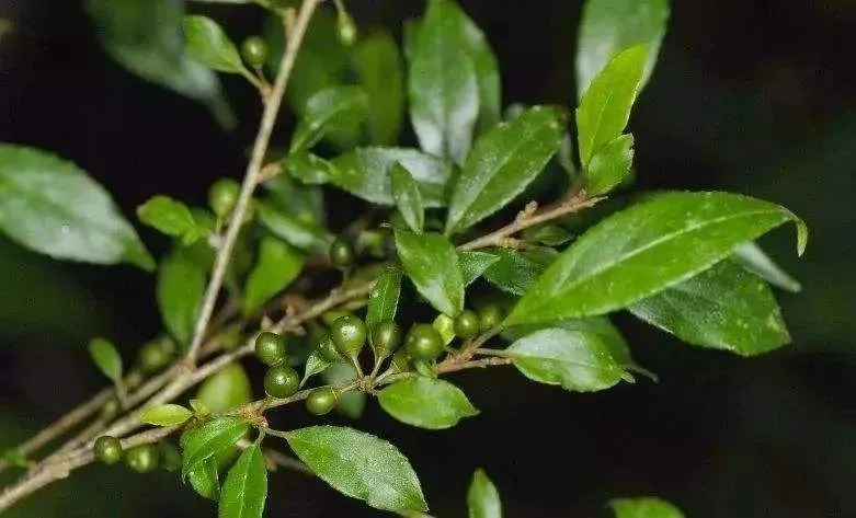 Top Suppliers for Printed Spandex Fabric in the Fashion Industry