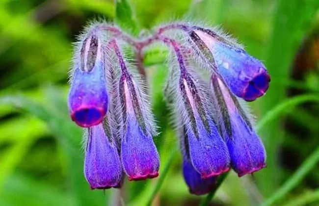 11 kinds of plant dyes commonly used