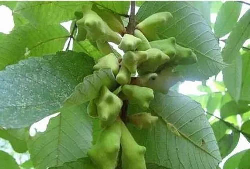 poly viscose lycra poly viscose lycra