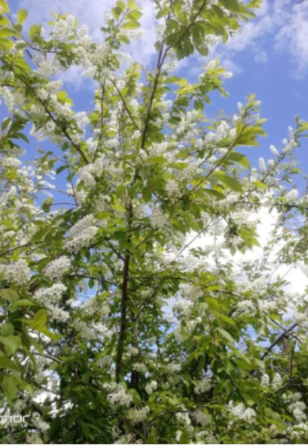 Plum Tree Pollen Storage Methods