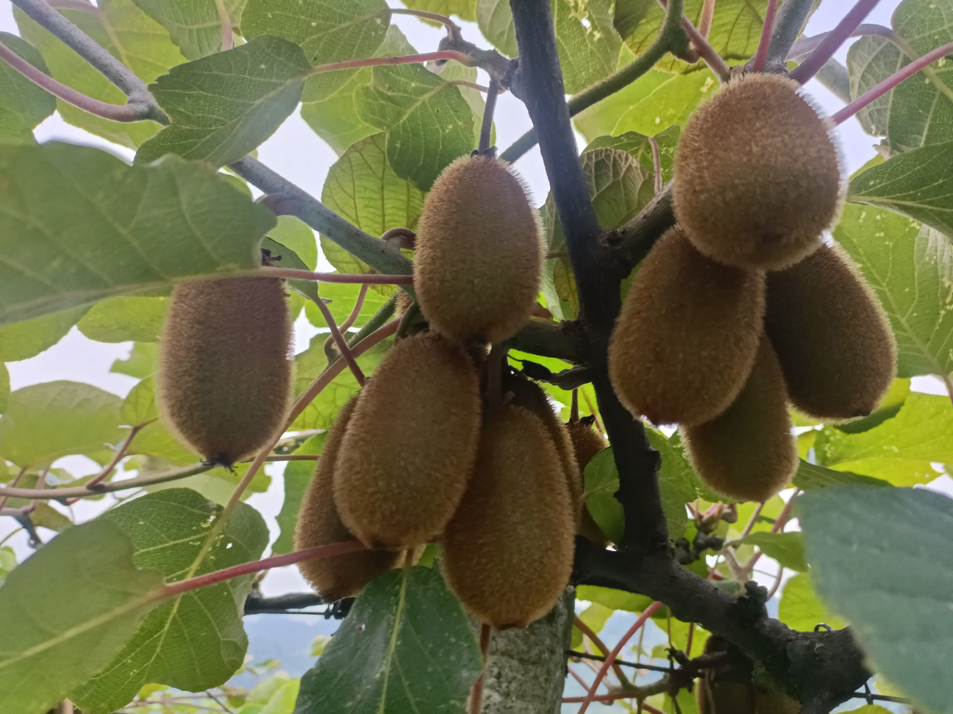 Cross-Curricular Learning Using Plum Tree Pollen Samples