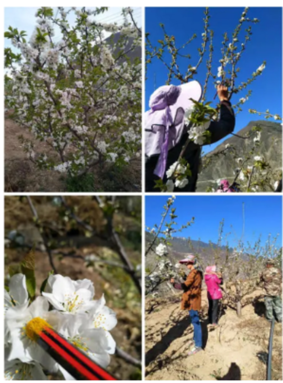 Cherry Pollen Germination Rates