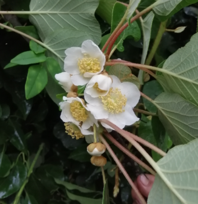 kiwipollen-viability-assessment