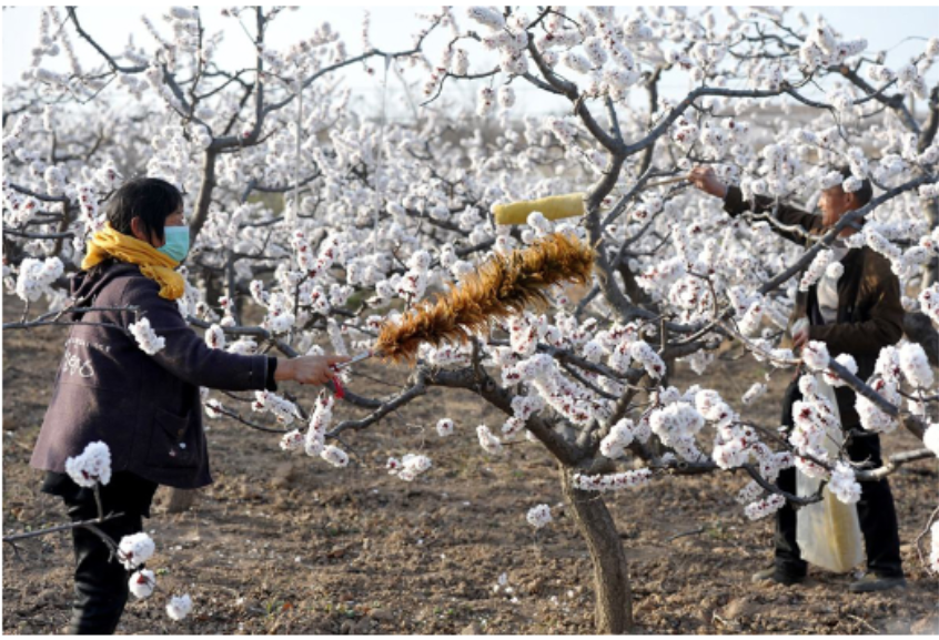 Tree Pollen Indoor Contamination