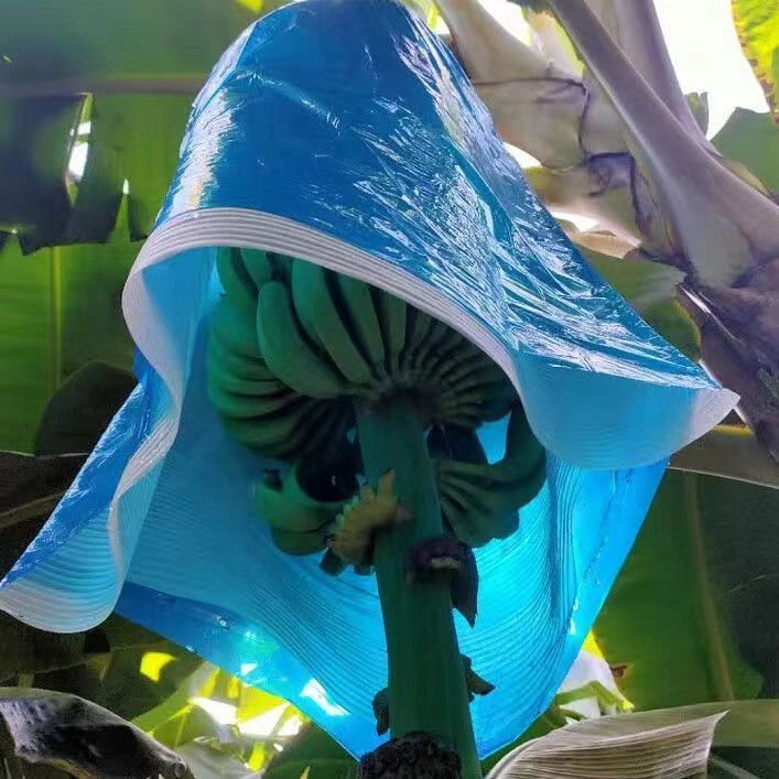 Banana Fruit Bag – Safeguarding Banana Quality with Safety & Sustainability