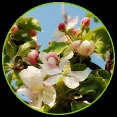 Red Fuji Apple Blossom