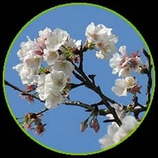 best plum pollen extract