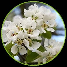 Asian Pear Blossom